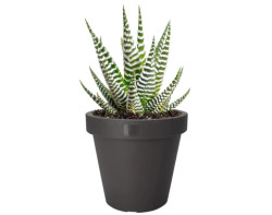 Květináč Kanten 20 cm, antracitový
