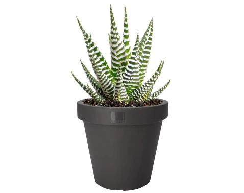 Květináč Kanten 40 cm, antracitový
