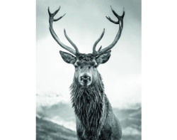 Obraz na plátně Jelen 46x61 cm, černobílý