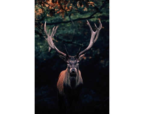 Obraz na plátně Jelen v lese, 78x118 cm