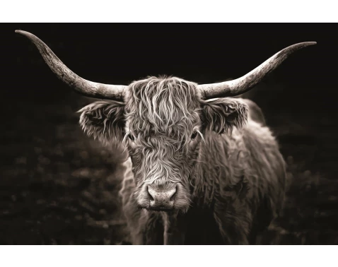Obraz na plátně Skotská kráva, 118x78 cm