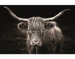 Obraz na plátně Skotská kráva, 118x78 cm