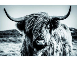Obraz na plátně Skotská kráva 90x60 cm, černobílá