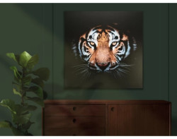 Obraz na plátně Tygří pohled, 80x80 cm