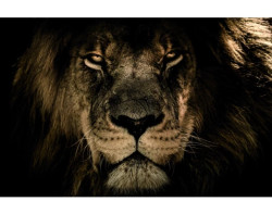 Obraz na plátně V očích lva, 118x78 cm