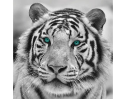 Obraz na zeď Tygr, černobílý, 35x35 cm