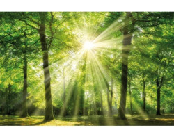 Obraz na zeď Zelený les, 118x78 cm